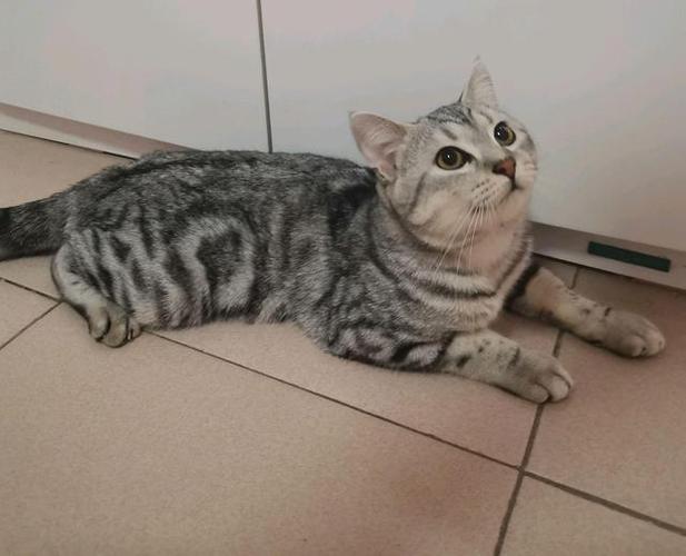 哪位大神知道浅咖啡色的美短猫咪叫做什么啊?