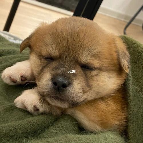 狗狗的成长过程_狗狗_养狗_宠物_狗_晒狗