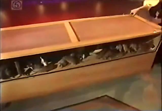 外国老鼠吃美女全过程 后面的一幕让人意外