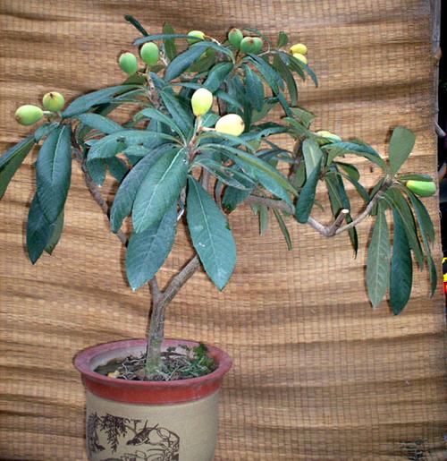 枇杷树图片盆景