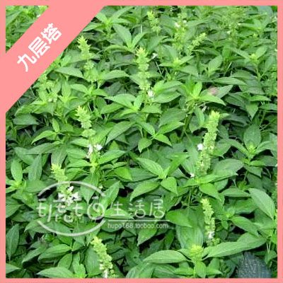 九层塔种子 去腥 食用香草 食用 驱蚊草 50粒 可收种