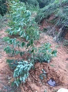 台风来袭,种植户要如何保护好桉树?