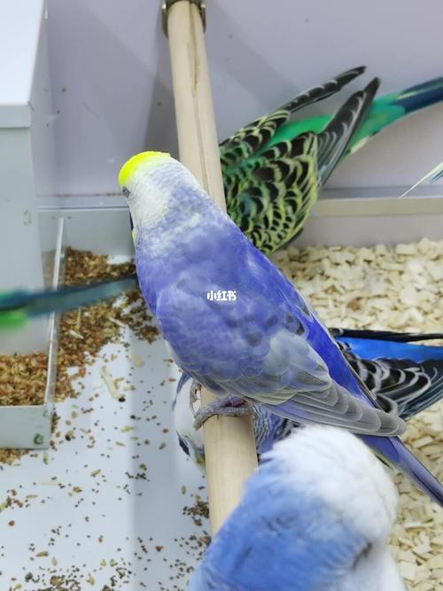 长沙本地紫金彩虎皮鹦鹉崽崽_城市岛自由行热门攻略_宠物_vlog_领养