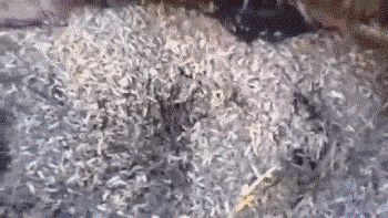 大傻逼直播自己吃野生蛆第一口就后悔了