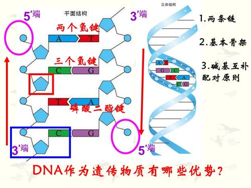 dna分子的结构