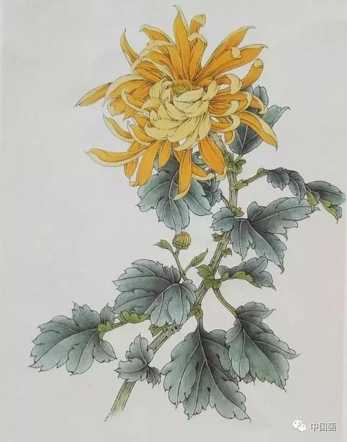这是我见过最好的工笔菊花画法附线描画谱