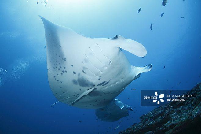manta rays