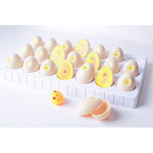 鸡蛋21天孵化小鸡过程幼儿教具生命科学 小鸡的生命周期孵化过程