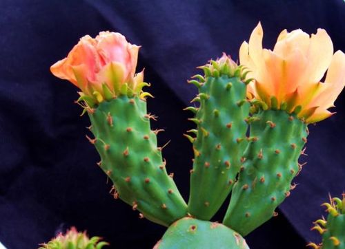 养仙人掌多年不见开花,了解生长习性后,这么做花苞会慢慢长出