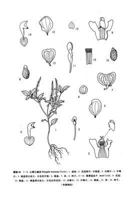 扁豆发芽过程简笔画