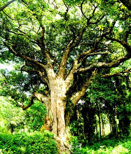 苦槠树的寻访路线