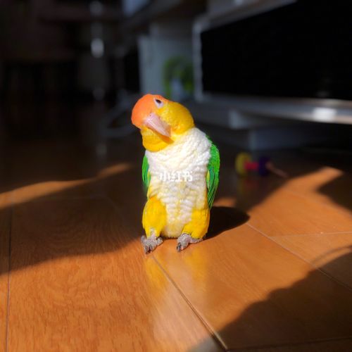 两位宝货金头凯克鹦鹉_宠物_我家宠物好可爱_宠物