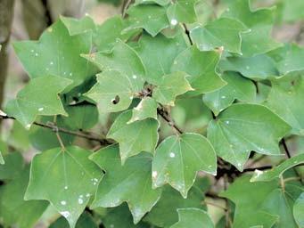 江西九江三角枫供应