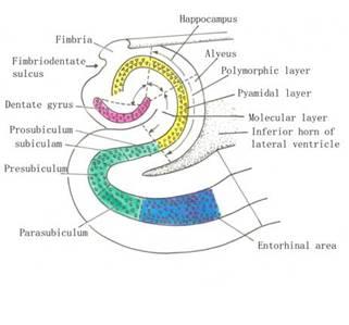 vi-2-39) includes the  dentate gyrus, the  hippocampus proper