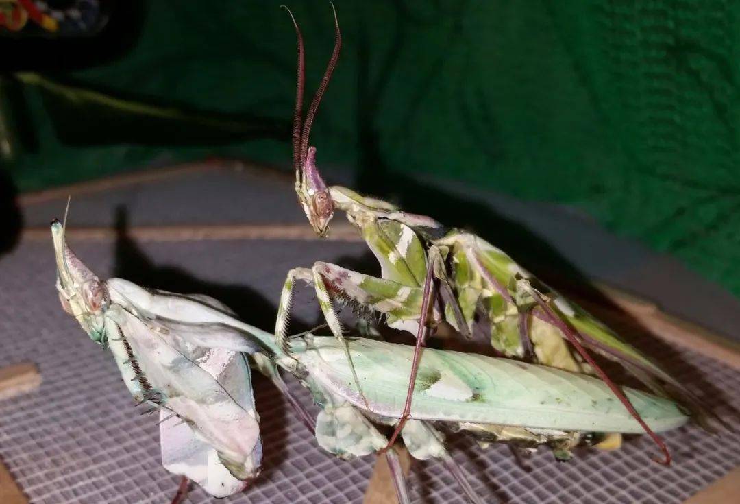 魔花螳螂世界上体型最大的螳螂有多美