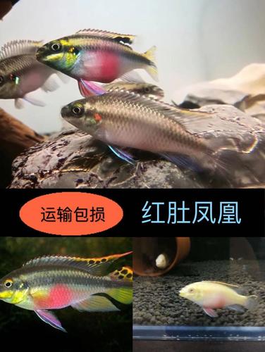 红肚凤凰南美短鲷白化红肚凤凰圣塔伦成鱼活体三湖慈鲷布隆迪苗