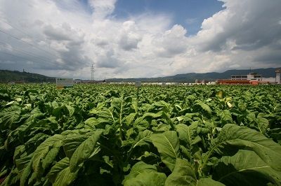 烤烟品种云烟203主要特征特性