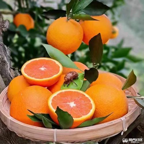 秭归中华红橙便宜出