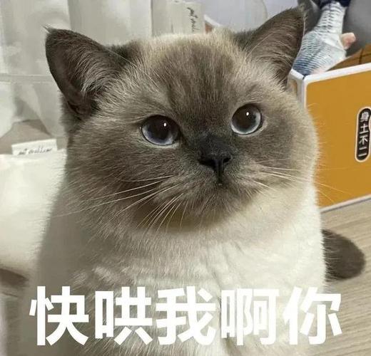 猫咪表情包太可爱啦