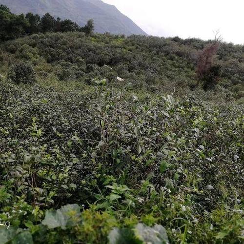 忙肺古树茶 一级 袋装