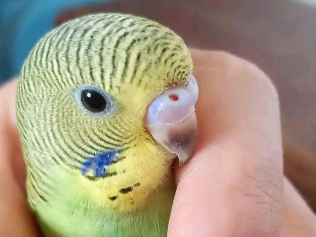 如果有虎皮鹦鹉飞进家门,一定不能坐视不管哦!