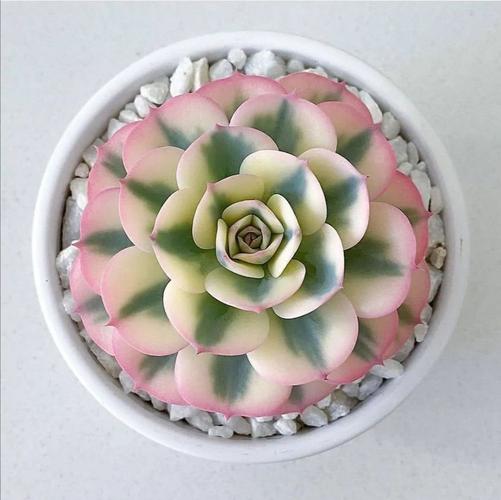 世界那么大,多肉那么美,我们一起去看看吧——45期 多肉植物美图大赏