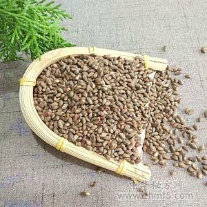 柏树籽的功效与作用及禁忌