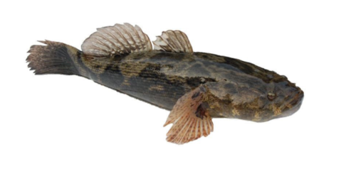 舟山东海野生 虎头鱼 石翁鱼 海鱼 石斑鱼狗公鱼 新鲜