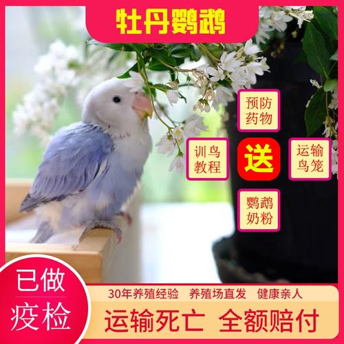 牡丹鹦鹉合法面类手养玄风虎皮活体雏鸟半毛亲人小型爱情宠物幼鸟