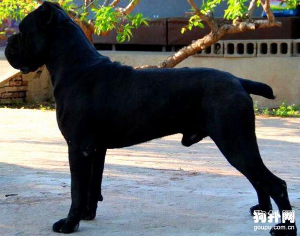 卡斯罗的头版到底有什么讲究呢?