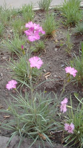日月峡中草药(1015)--瞿麦(石竹)2