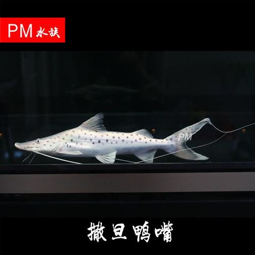 鱼活体 热带鱼 大型_撒旦鸭嘴鱼活体 热带大型淡水龙鱼魟鱼缸底层鸭嘴