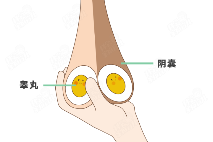 原创蛋蛋一高一低,一大一小正常吗?男娃5大私处问题,错不起!