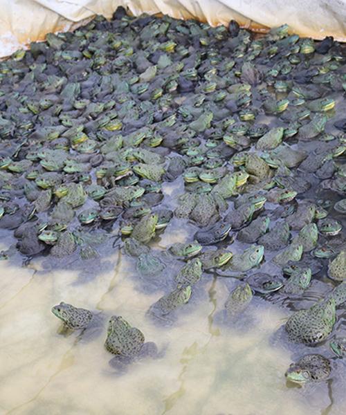 达州美蛙种苗养殖经验2022已更新(最新消息)-志勤牛蛙基地