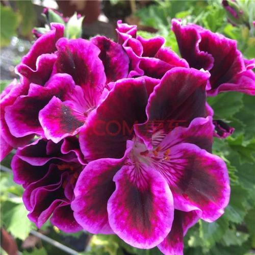 瑰季新品种垂钓大花天竺葵盆栽重瓣蝴蝶梅天竺葵四季天葵花花 伯爵带