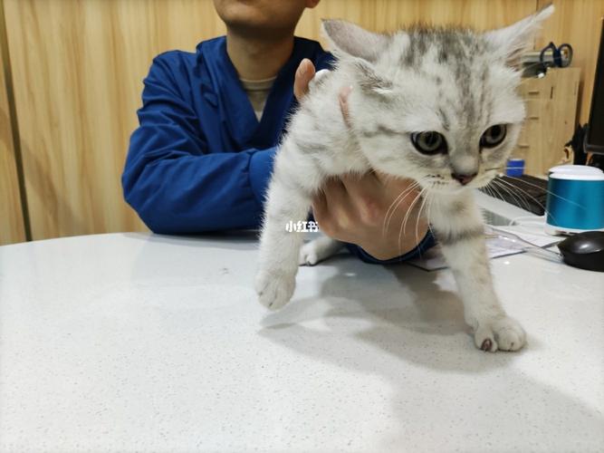 长大后 我就成了土匪_猫咪_猫咪日常_宠物_猫