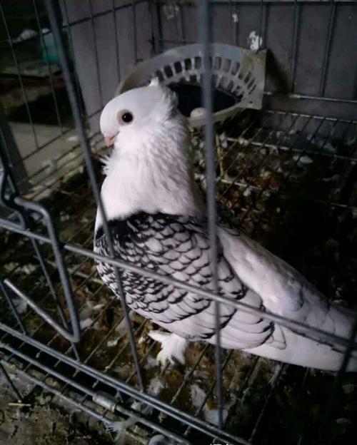 喜欢观赏鸽兰花淑女一对的还喜欢