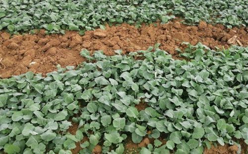 油菜白斑病有哪些危害症状农户们该怎么防治