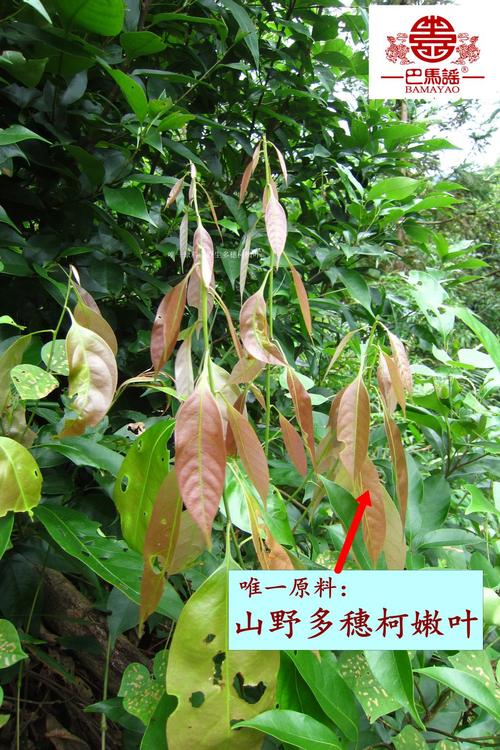 茶叶特产养生茶甜茶多穗石柯野生巴马谣山野甜茶450克
