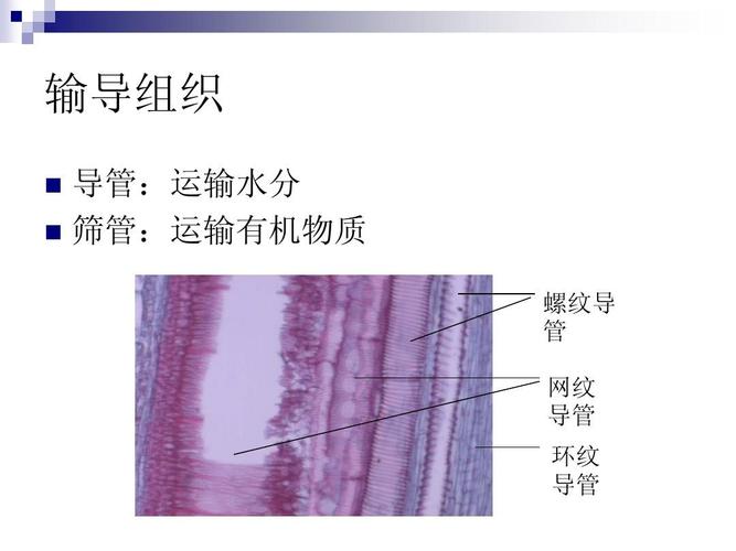 植物学实验2 植物组织 输导组织 导管:运输水分 筛管:运输有机物质
