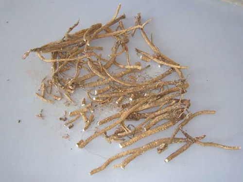 北沙参的功效与作用及禁忌