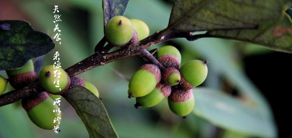 【品名】:苦楮干 【产地】:浙江龙泉 【配料】:苦楮籽 山泉水 【储藏