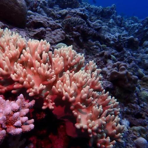 去嗨皮国内游 & 西沙群岛|珊瑚礁|海域|中国南海_网易