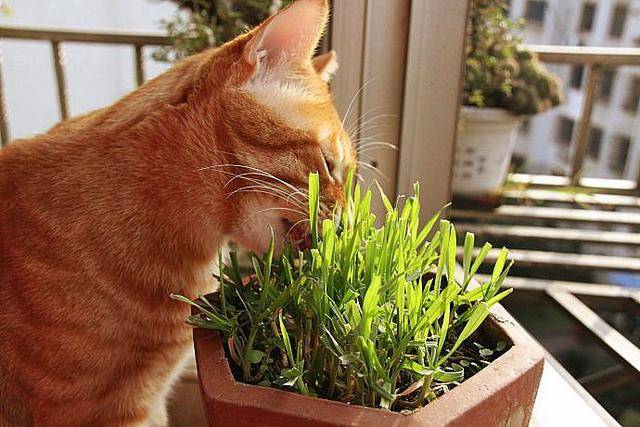 福懋宠物医院:猫咪吃猫草怎么样?好不好?