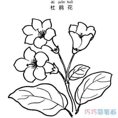 漂亮杜鹃花怎么画杜鹃花的画法简笔画图片