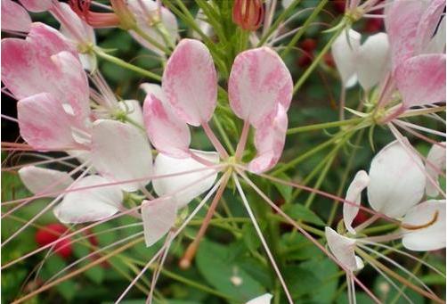 凤尾花的花语很久很久以前,凤尾花就被当做迷恋要来使用.