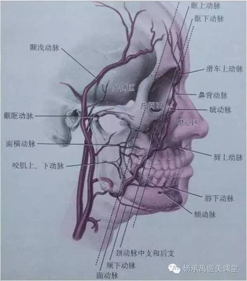 颞浅动脉的分布图