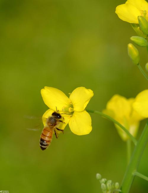油菜花"蜜蜂