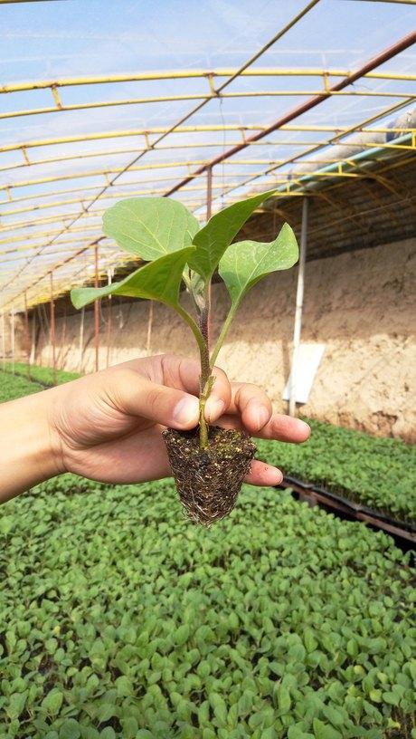 艾博特茄子砧木 茄子专用砧木品种