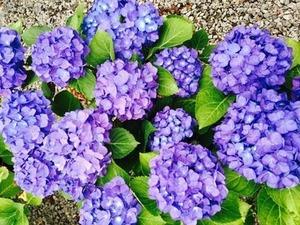 【花季依然坊】大花绣球 魔幻海洋(营养钵苗)